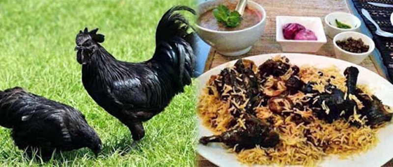 Kadaknath murgee