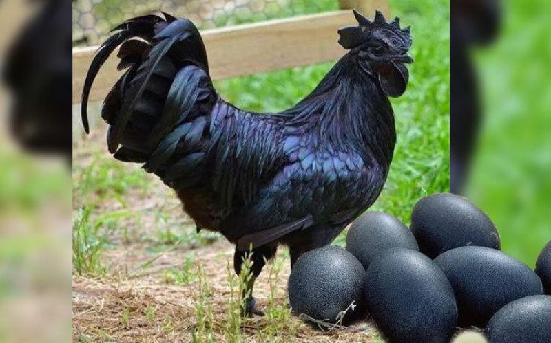 Kadaknath Chickens