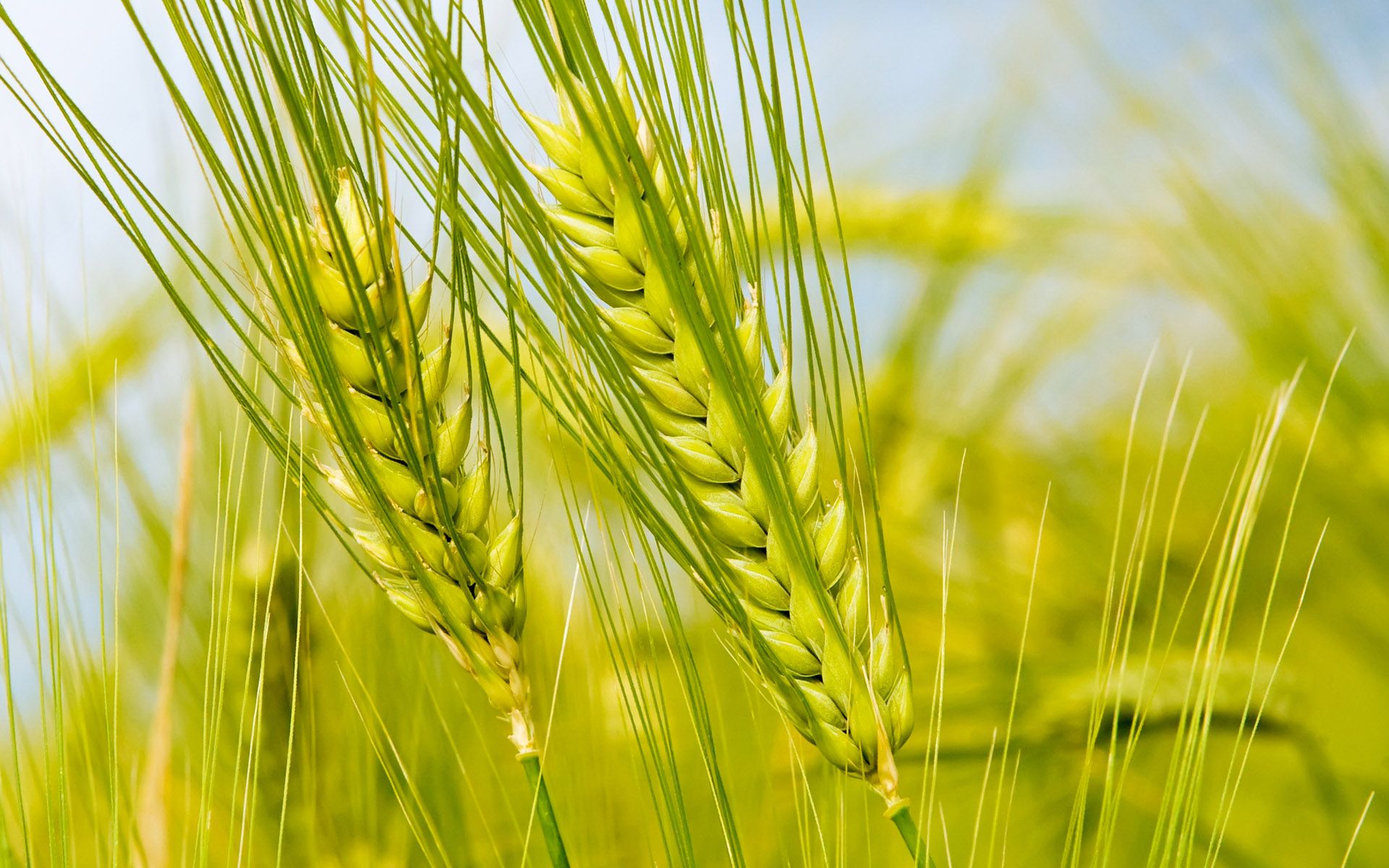 wheats
