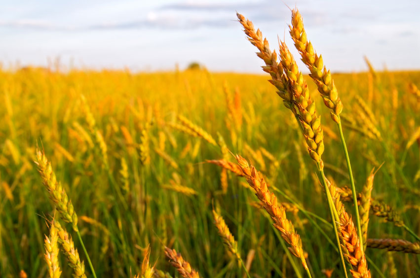 wheat