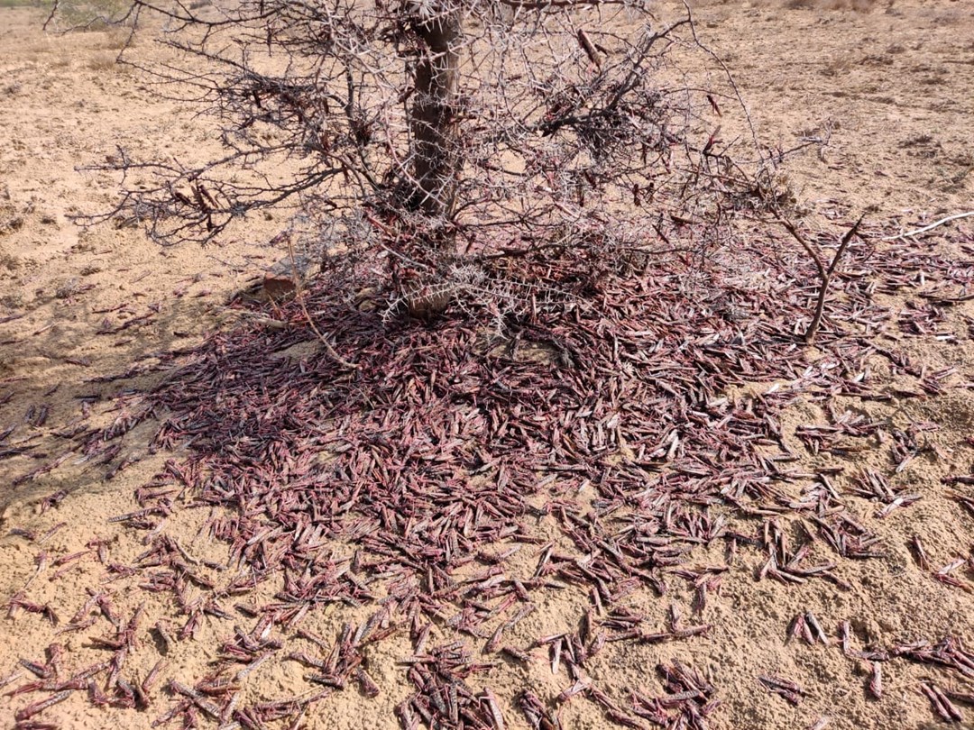 locust attack
