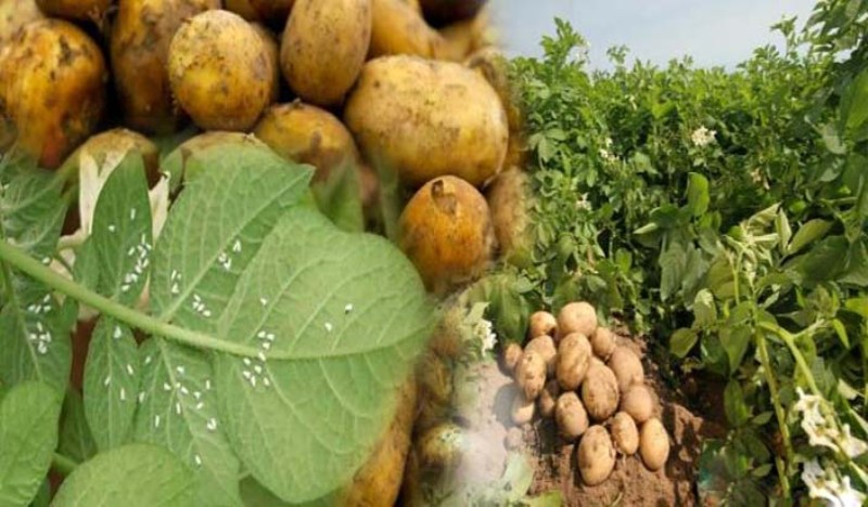 Potato production