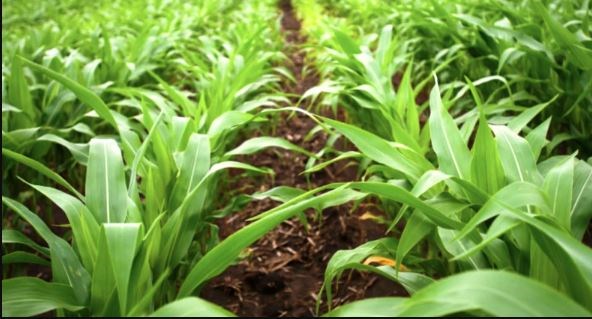 crops