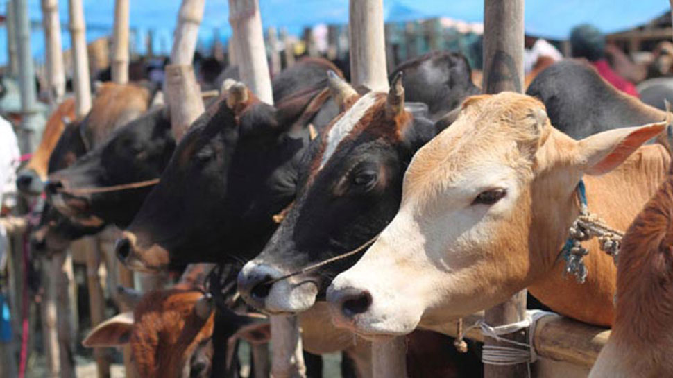 dairy loan 2
