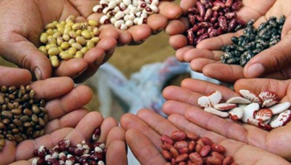 seeds