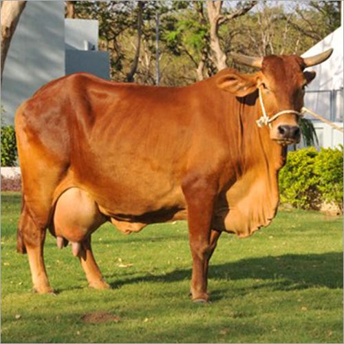 Gir cow