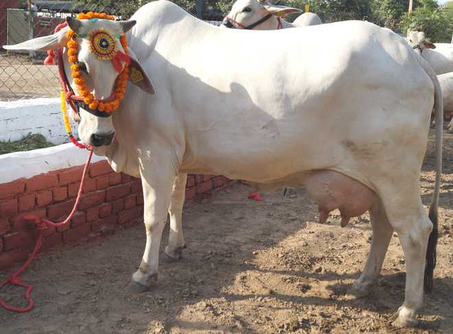 Hariana cow