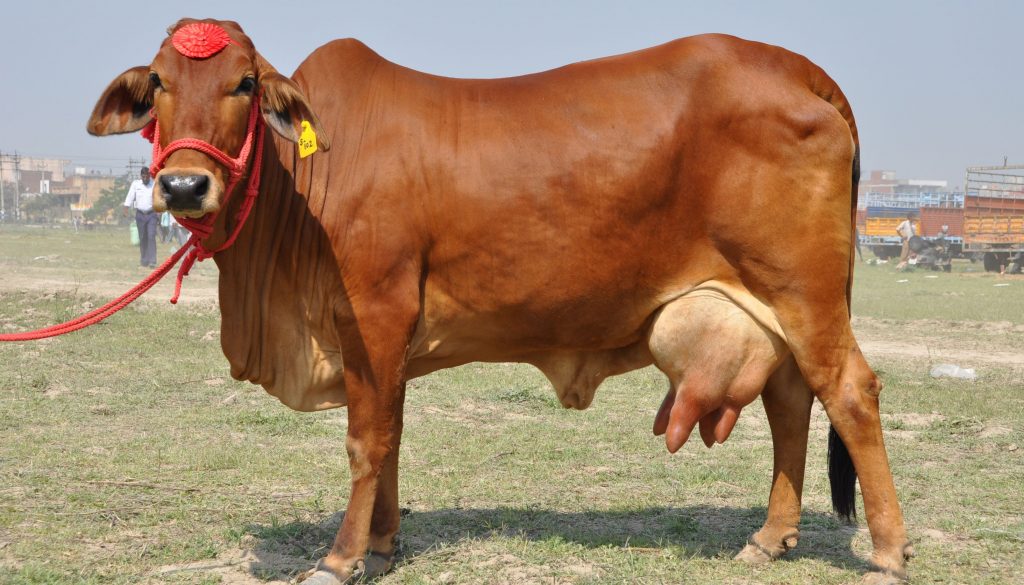 sahiwal cow