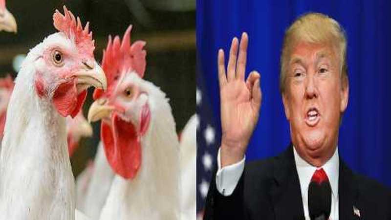 poultry farm bussiness
