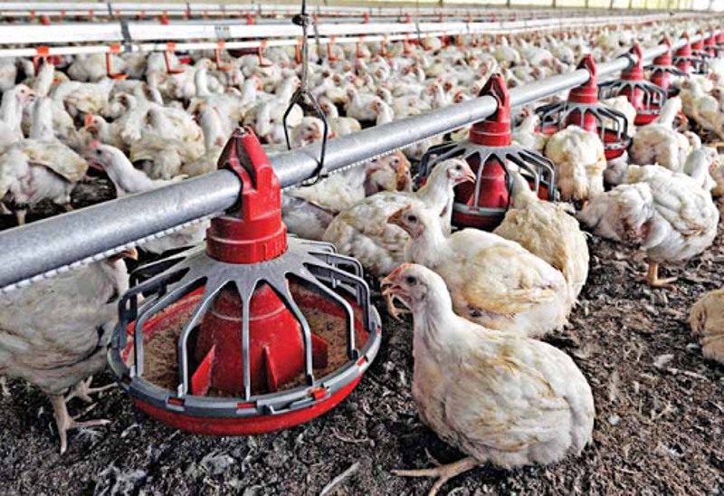 poultry farm