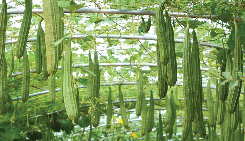 Turai ki Kheti