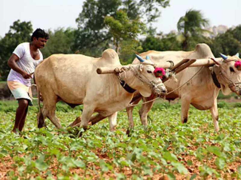 Farmers fair