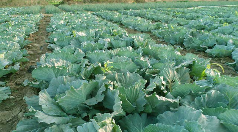 prisoners cultivated cabbage in the prison