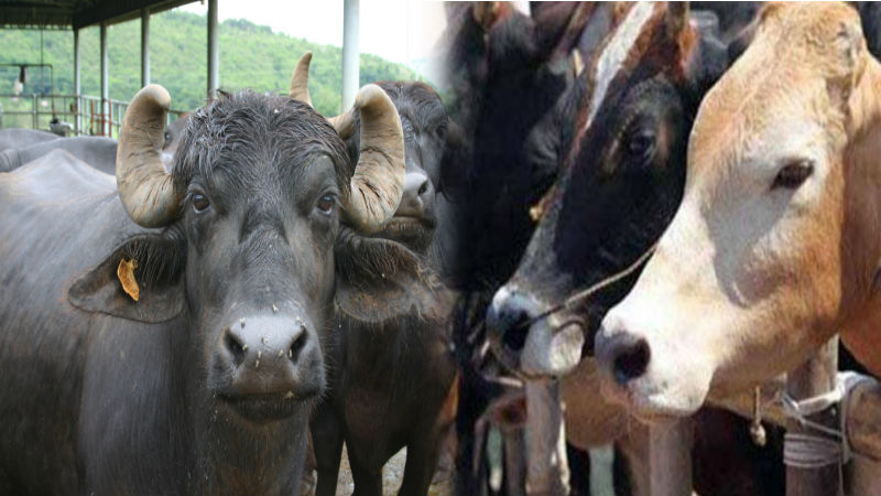 buffalo