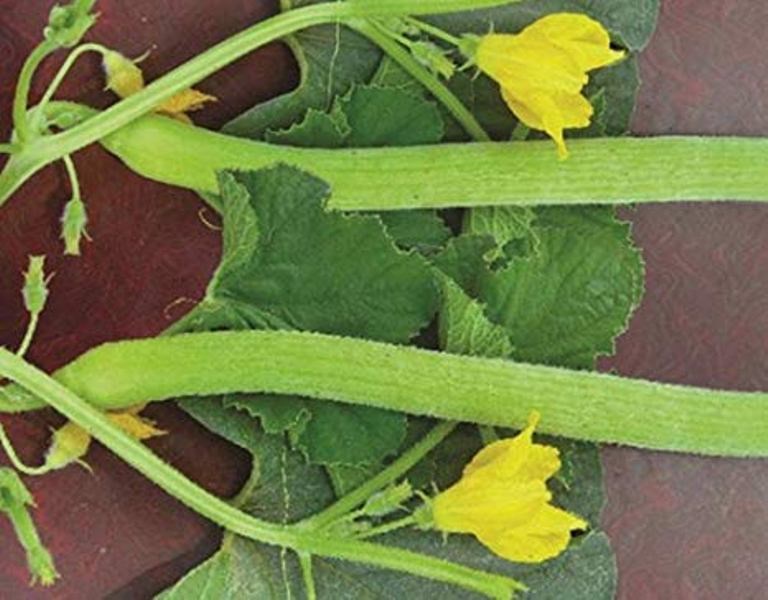 kakdi ki kheti