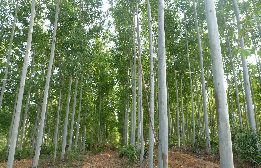 nilgiri