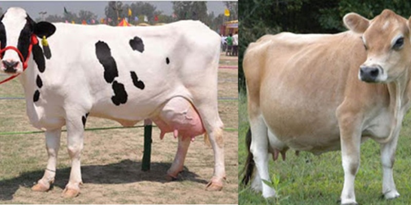 Animal husbandry