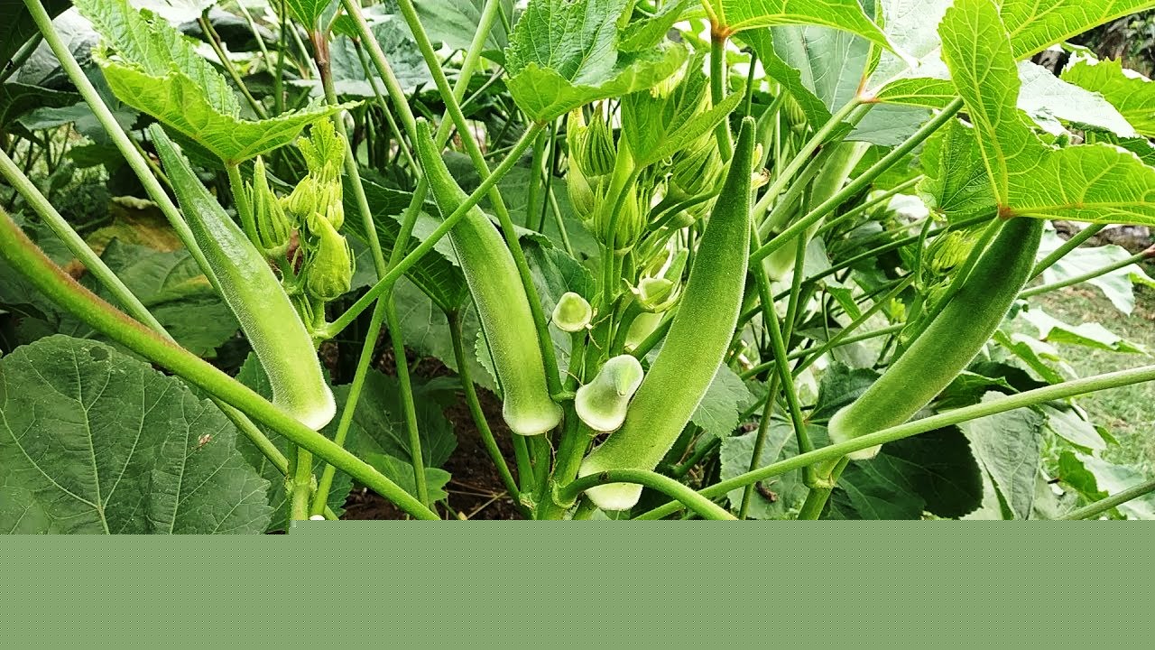 Bhindi