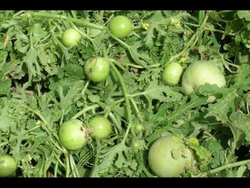 Tinda farming