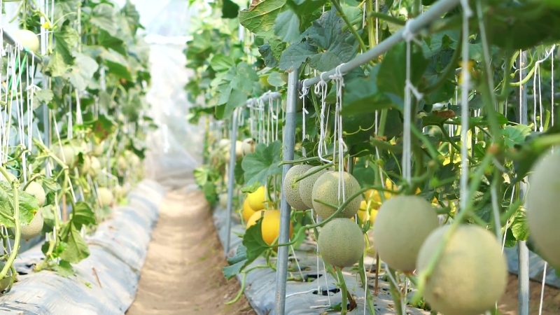 Melon farming
