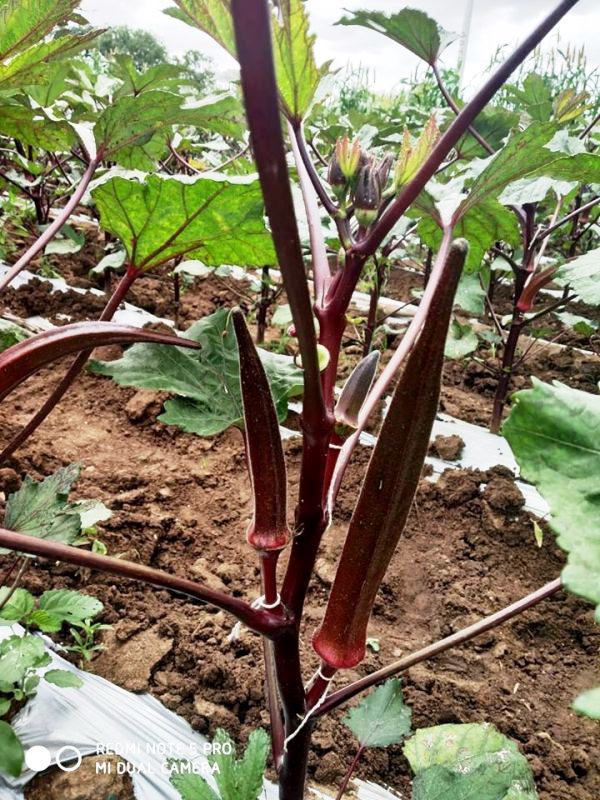red okra