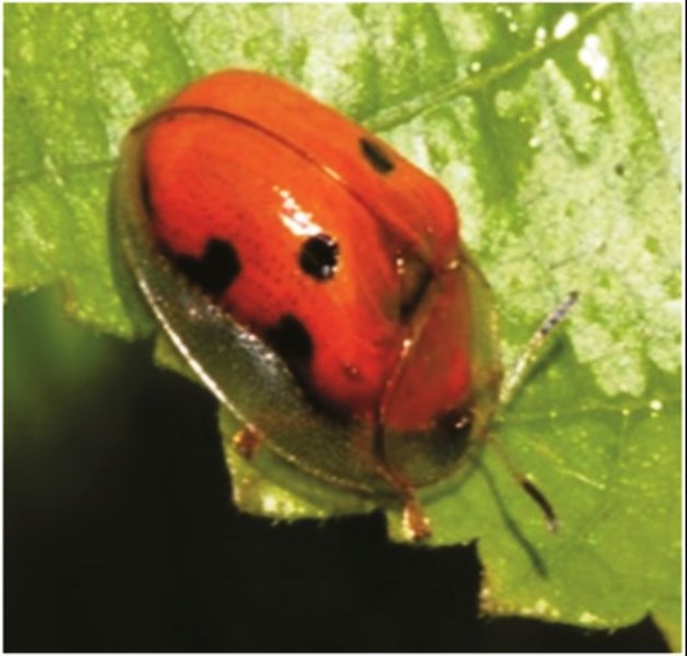 pests and diseases