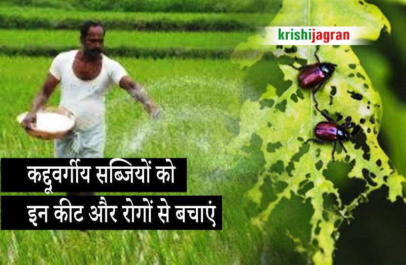 Creeper Vegetables Pests & Diseases: बेल वाली सब्जियों को प्रमुख कीट और ...