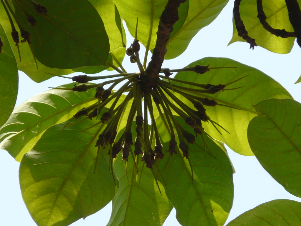 mahua
