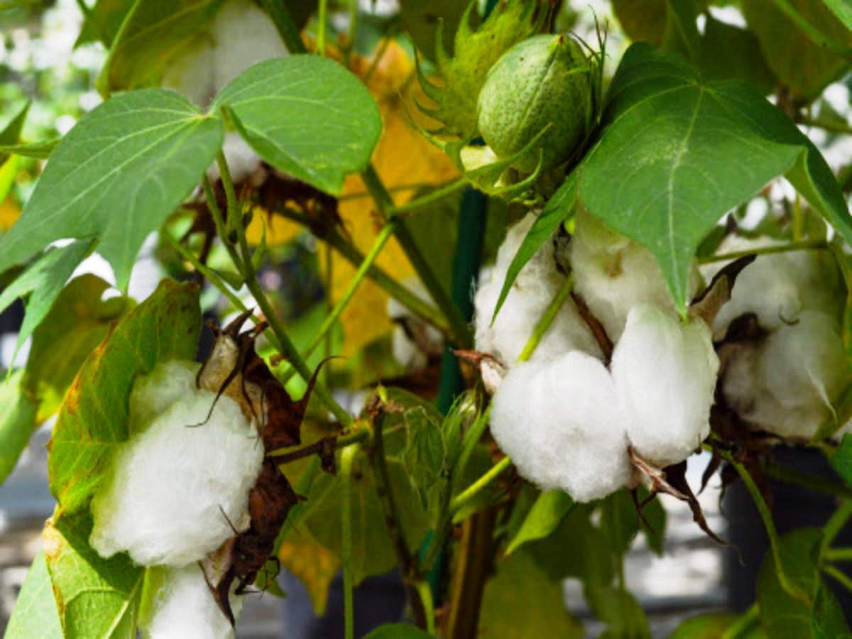 cotton