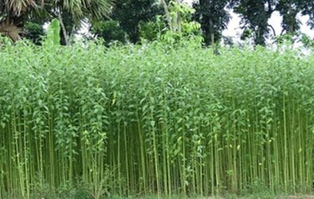 jute