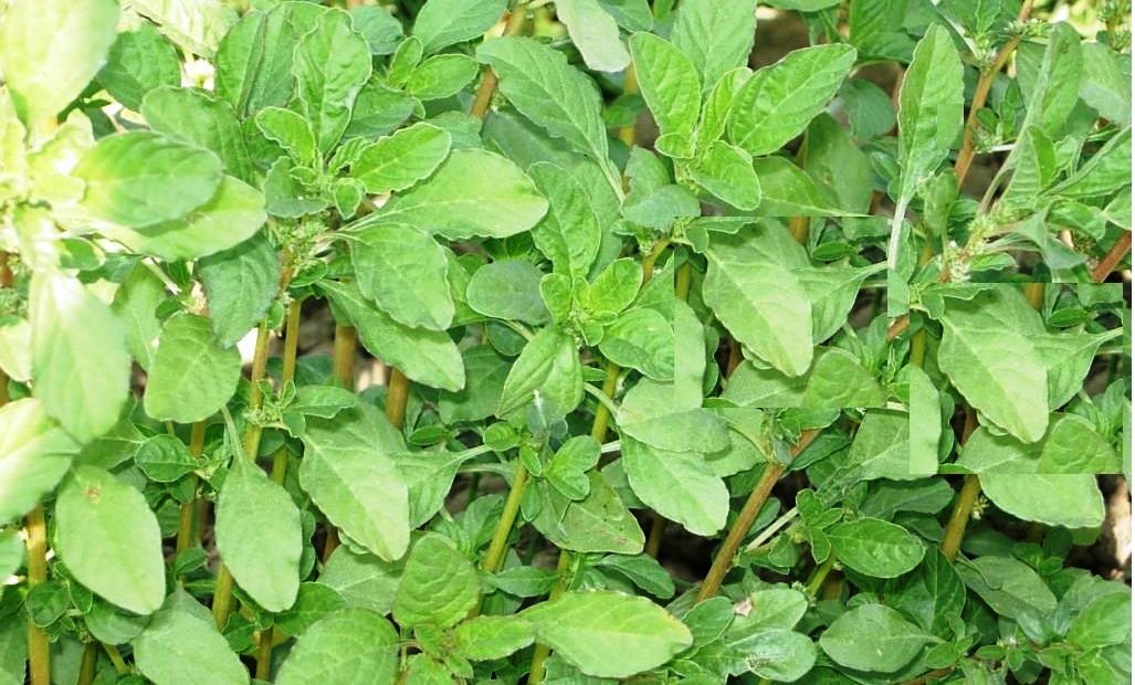 chaulayi