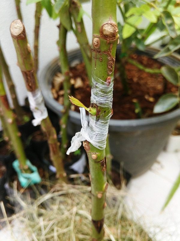 grafting plants step by step