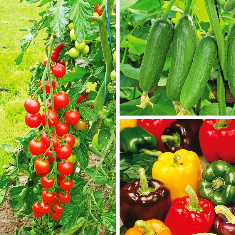 grafting method in plants