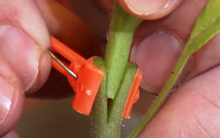 approach grafting bonsai