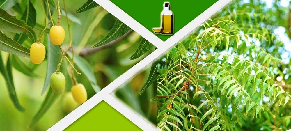 Traditional agricultural development plan MOVCDNER