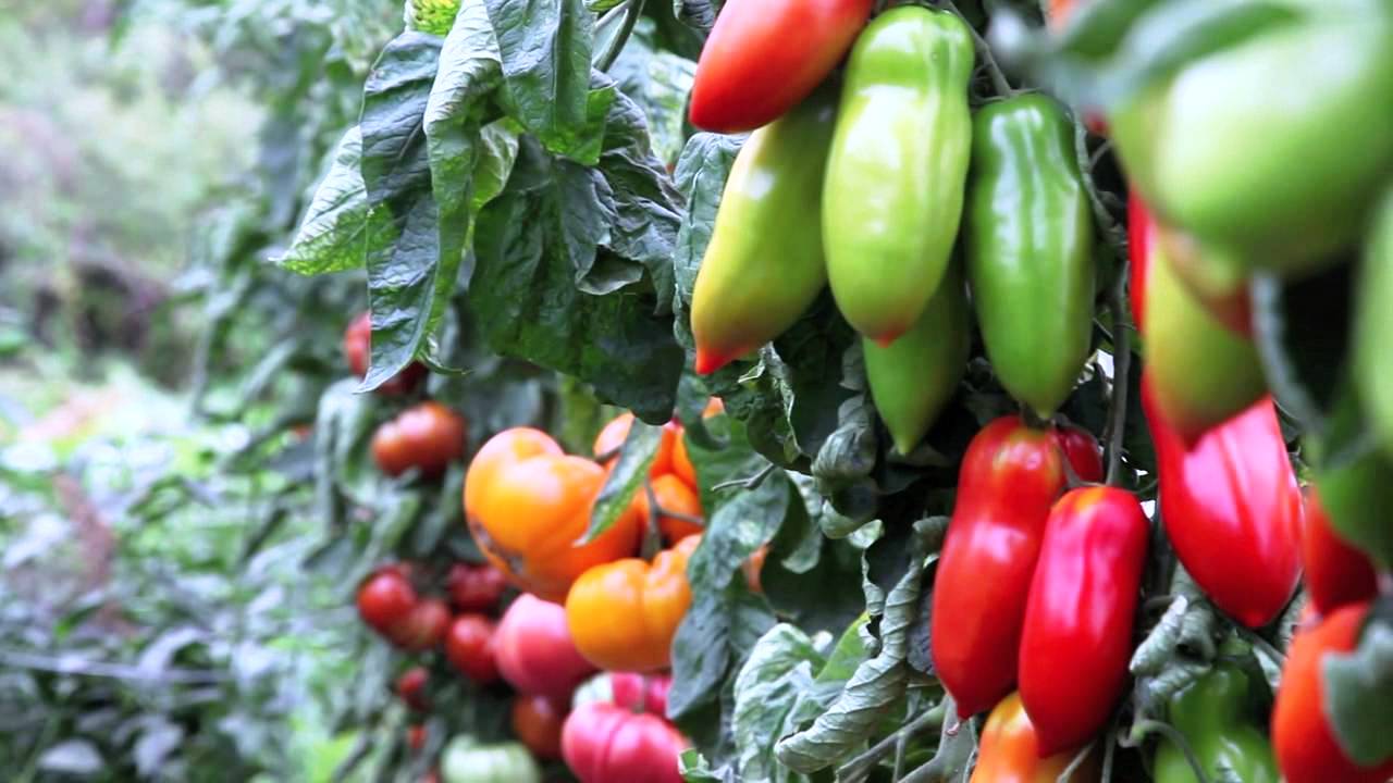 doubling farmers income
