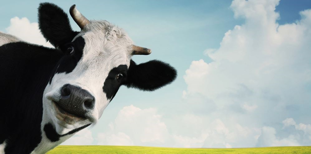 cow