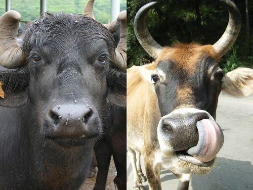 cow vs buffalo