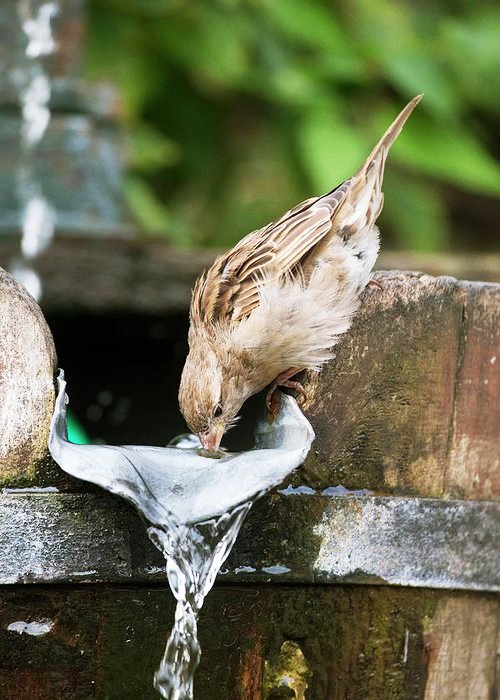 sparrow