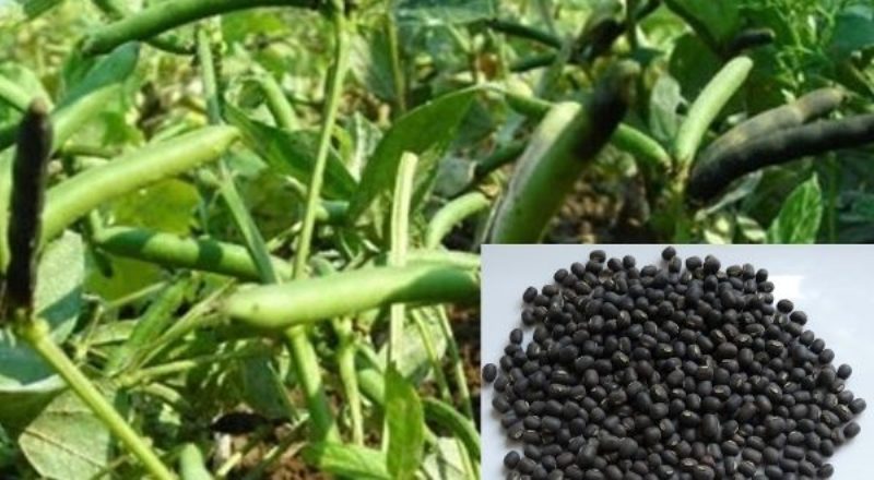 Agriculture