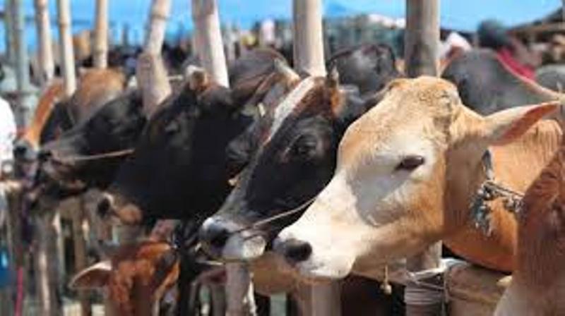 Animal husbandry