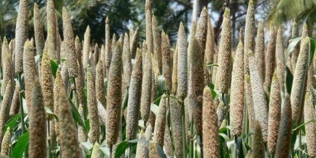 मिलेट्स