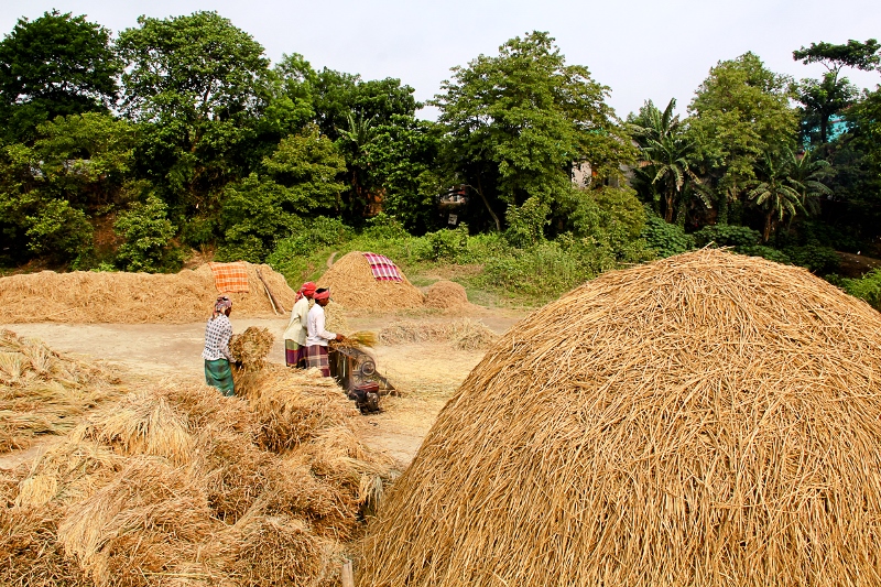 harvesting