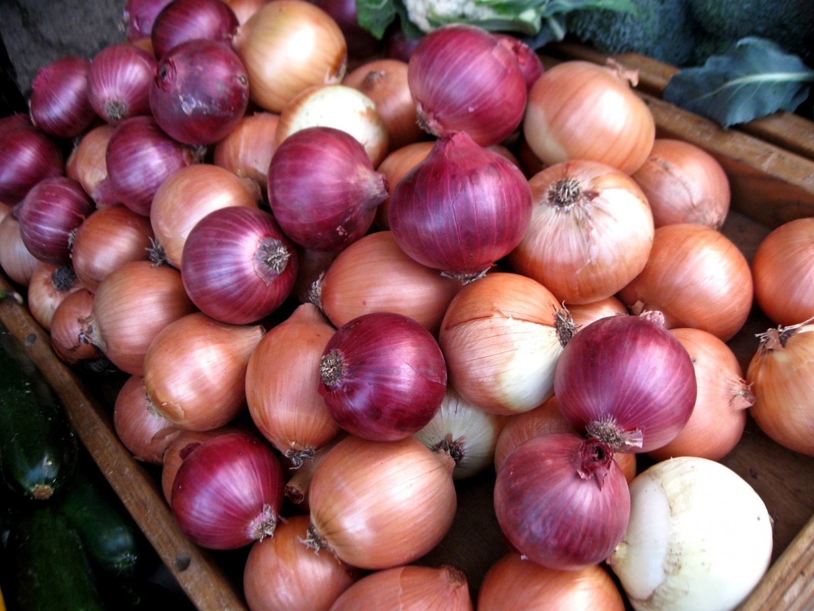 Onion