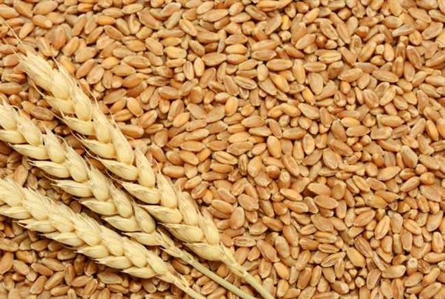 wheat