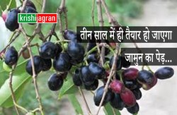 Jamun plant will be ready in 3 years, 60 kg fruit per tree