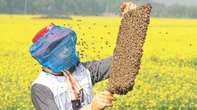 Beekeeping