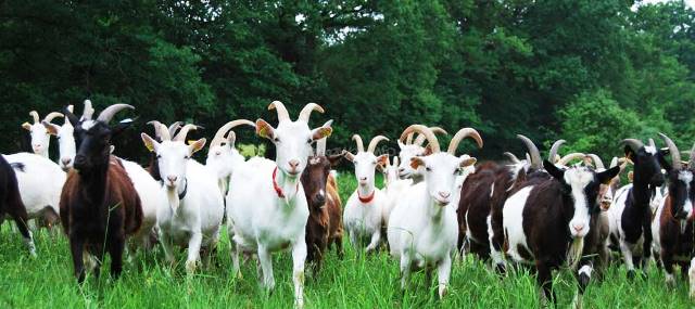 Goat Farming