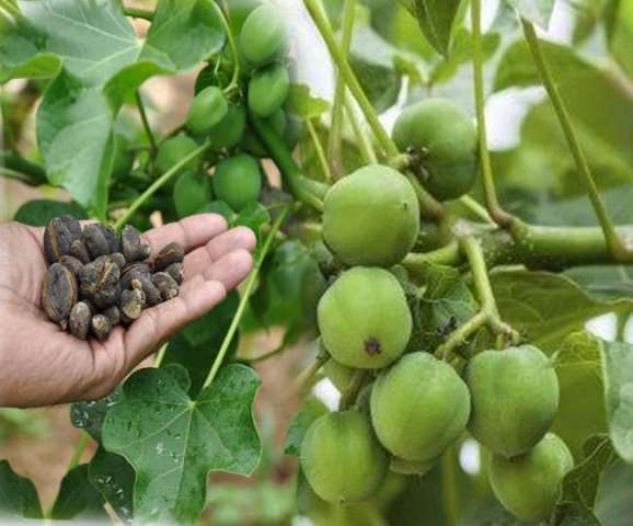 Jatropha Plants