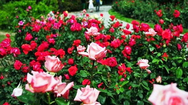 Rose farming